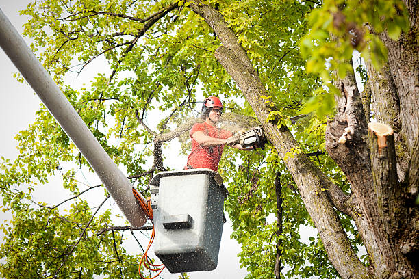 Why Choose Our Tree Removal Services in Vandalia, IL?